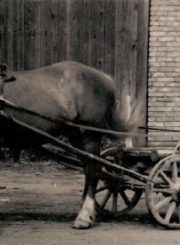 1. Panevėžio artelės „Ratas“ darbuotojas su savo transportu. Nuotrauka iš Viktoro Ramučio Vitkausko kolekcijos
