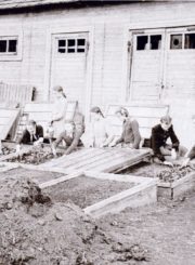 Panevėžio 2-osios vidurinės mokyklos mičiurininkų būrelio nariai su vadove Paslavičiene pikiuoja pomidorų daigus. 1955 m. P. Aleksandravičiaus negatyvas