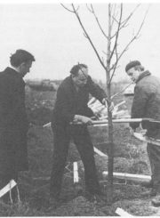 Panevėžio miesto vadovas B. Kačkus (viduryje) sodina pirmąjį medį parke. 1971 m. Nuotr. iš B. Kačkaus monografijos „Gamyba Panevėžyje 1940–1990 metais“ (Vilnius, 2015)