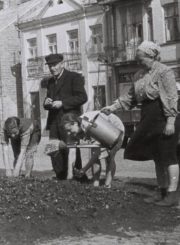 Panevėžio Gerbūvio kontoros darbuotojai sodina gėles Lenino (dab. Laisvės) a. 1955 m. Nuotrauka iš Panevėžio kraštotyros muziejaus rinkinių